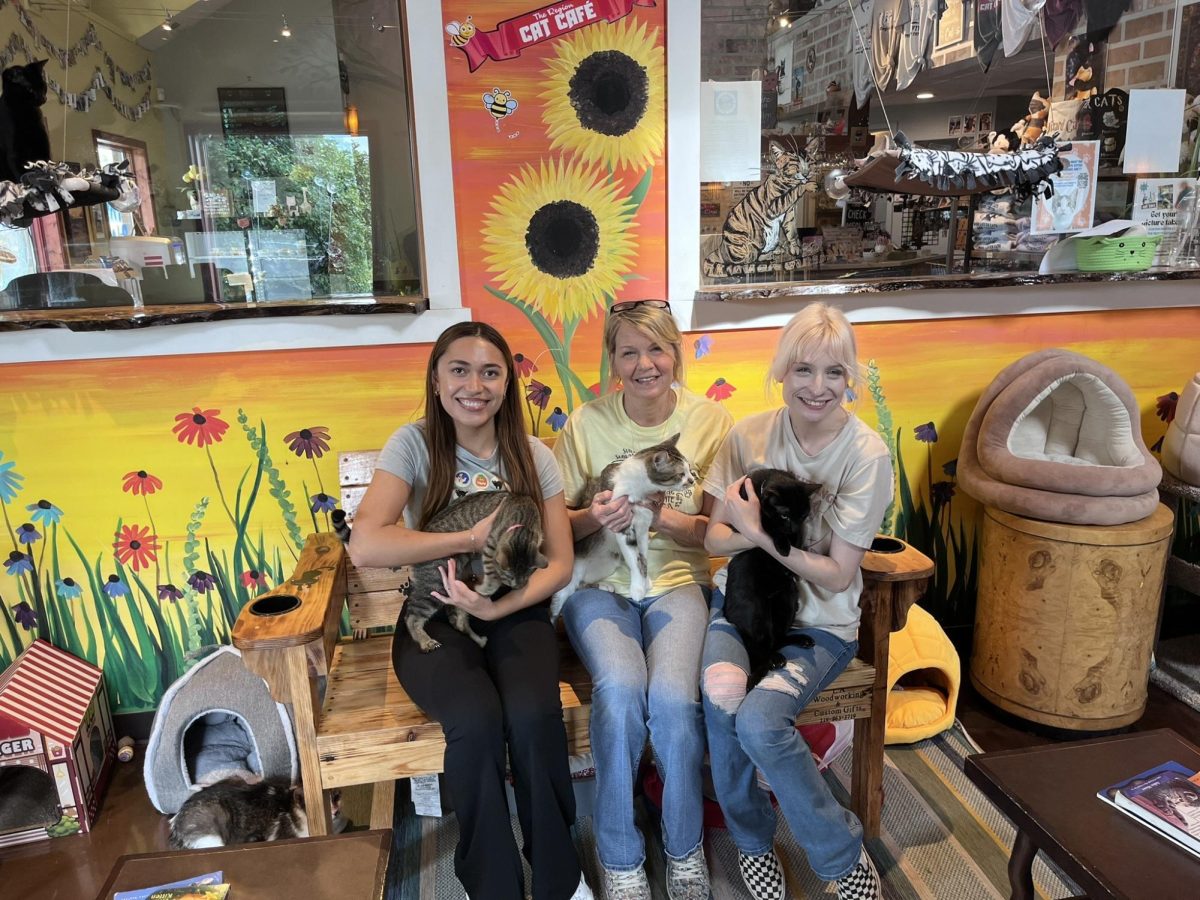 Cafe offers cozy spot for cat lovers